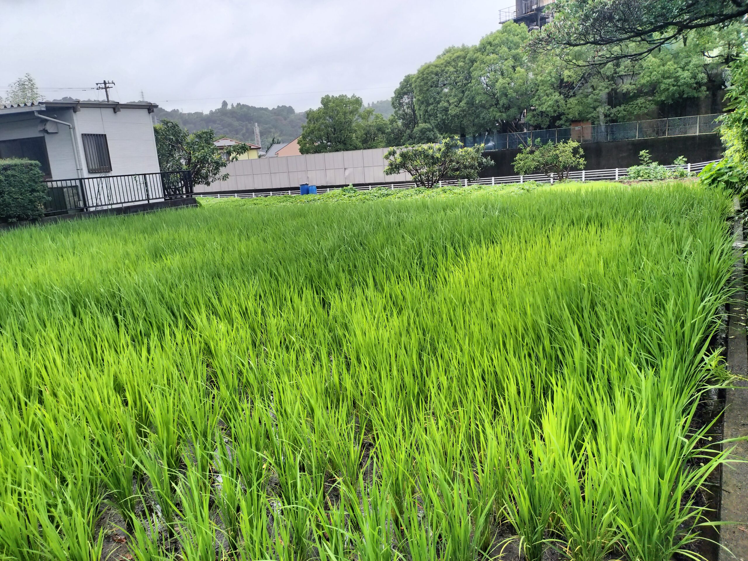 久しぶりの投稿